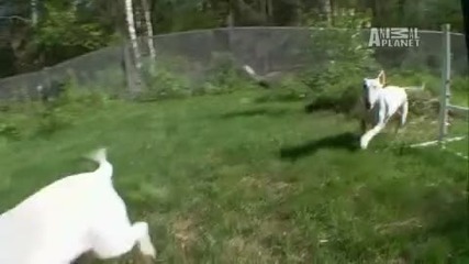 dogs 101-bull terier