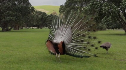 Peacock mating dance display.