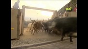 Петима бяха ранени при първото пускане на биковете в Памплона