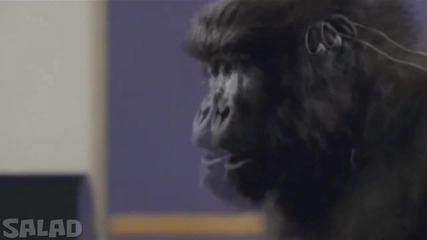Cadbury Dubstep 2