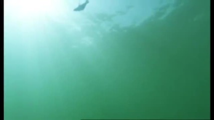 Великата бяла акула напада