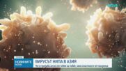 Пикът на грипа и вируса Нипа