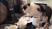 Коте предпочита кафето да е с мляко , смях