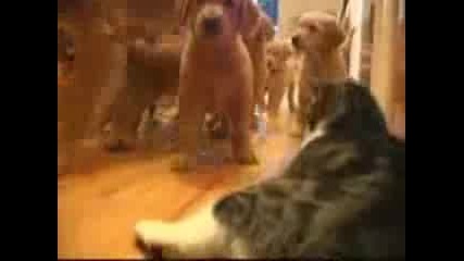 Puppies Vs Cat Cute