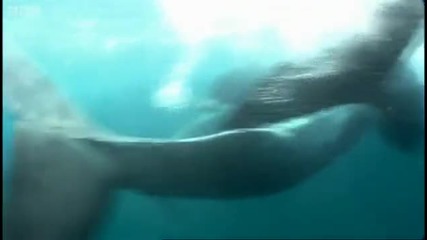 Diving with whales - Oceans - Bbc 