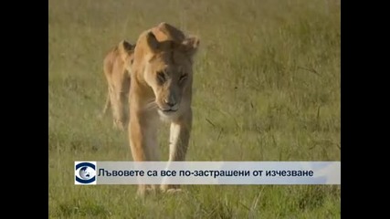 Бебе от рядък вид антилопа се роди в зоопарка в Мексико сити