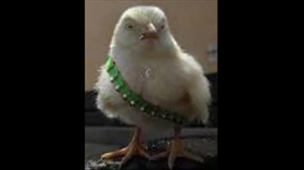 House Chicken