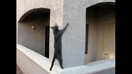 Cat Climbs Wall