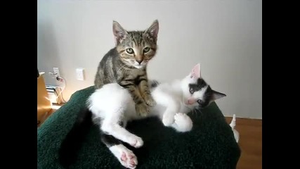 Котка прави масаж на друга котка