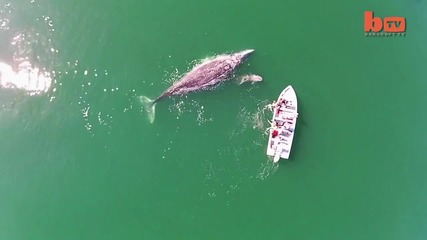 Дрон заснема как сив кит си играе с туристи