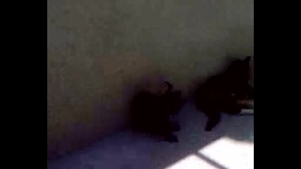 котета