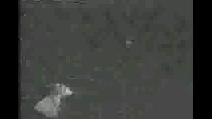 Wasp - Arena of Pleasure