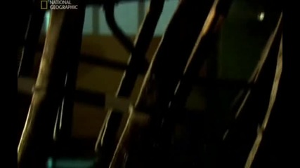 Еволюция От Динозавъра до Пуйката.(част2)филм на (national Geographic)