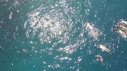 Съдят плувци за "тормоз" на диви делфини