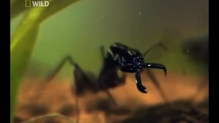 National Geographic Wild Surviving The Jungle Part 3 5 