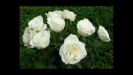 Белите Рози