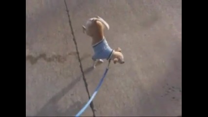 The Amazing Peeing Dog.wmv 
