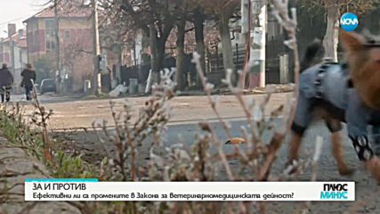 Опасни ли са намордниците за някои породи кучета?