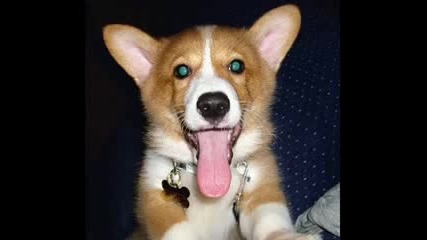 Funny Dog 2