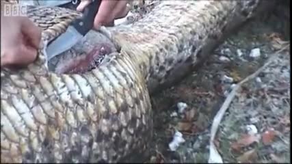 Weird! Watch a python autopsy in high quality - Ultimate Killers - Bbc Earth 