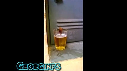 Жадна хлебарка пие бира !
