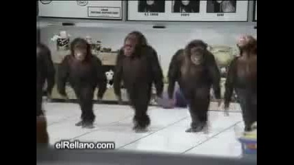 Маймуни играят влашко хоро 
