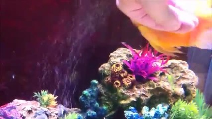 "златната" рибка обича да я масажират