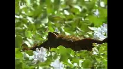 Крокодил Срещу Анаконда - Bbc Wildlife