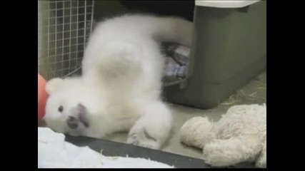 Новородено бяло мече веднага си спечели любовта на посетителите в американски зоопарк