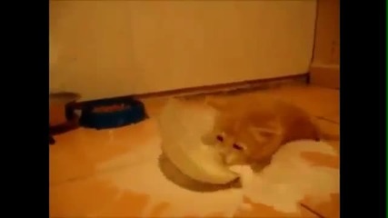 Котенцето много обича мляко и пие лакомо и ненаситно