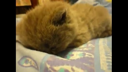 Котенце