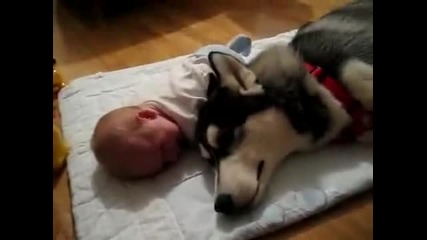 Сибирско хъски плаче заедно с бебе
