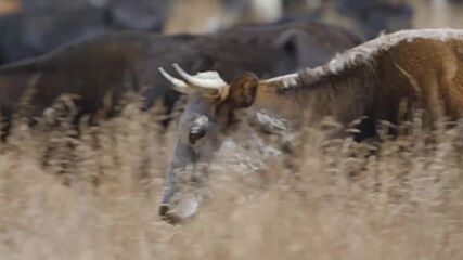 Събиране на стадото |Сървайвър: Обратно към примитивното - през Андите| National Geographic Bulgaria