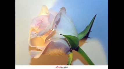 The Rose