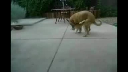 Едно наистина уплашено коте. 