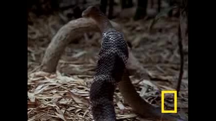 National Geographic:уменията на змиите