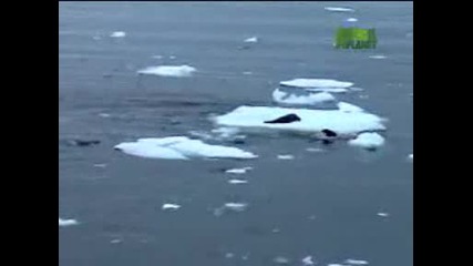 Animal Planet - Untamed & Uncut - Orcas Attack A Seal
