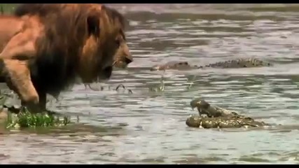 Лъв показва на крокодил кой е Царят на Животните