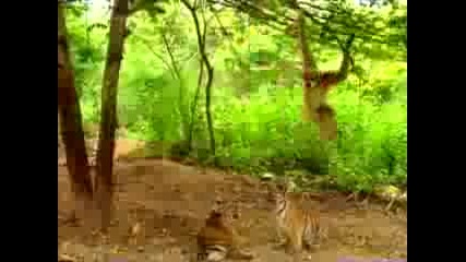 Маймунка закачливо играе с тигърчета 