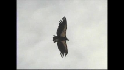 Arizona condors - National geographic