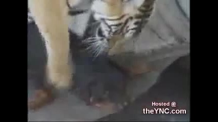 Тигър се чифтосва с куче 