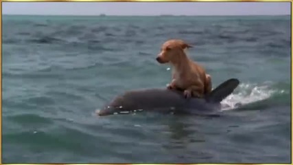 Делфин и Куче - Приятели
