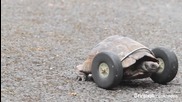 Костенурка без крака се придвижва с помощта на колела