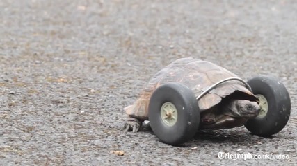 Костенурка без крака се придвижва с помощта на колела