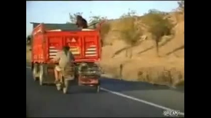 Руснаци крадат овца от движещ се камион (смях)