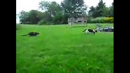 Котка Боец