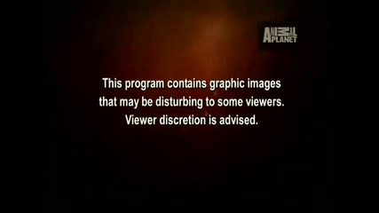 Много голяма костенурка (river Monsters)