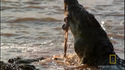 Зверска битка край реката National Geographic Channel - България