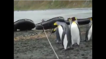 Плавници на малки пингвини не са достатъчно дълги, за да прекрачат мистериозен въжето