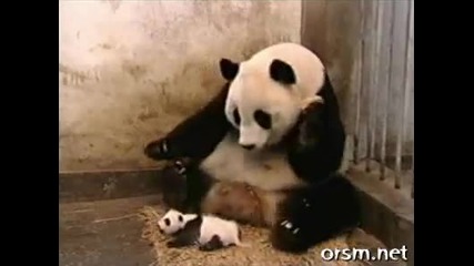 Малка панда плаши майка си 